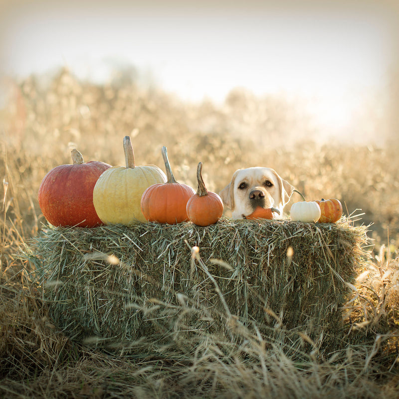 CIDER Yellow Labrador in Pumpkin Patch Canvas Art | Fall Dog Lover Decor