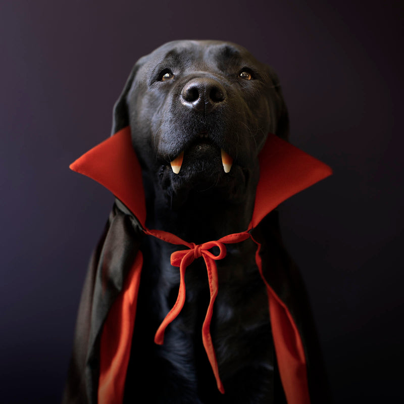 COUNT Vampire Dog Canvas Art Print - Black Labrador Dracula Artwork - Halloween Home Decor