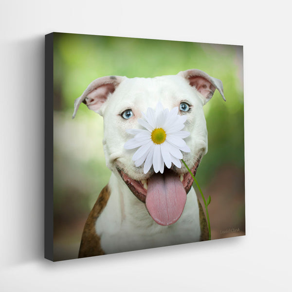 DAISY Dog Canvas Art Print - Pit Bull Flower Artwork