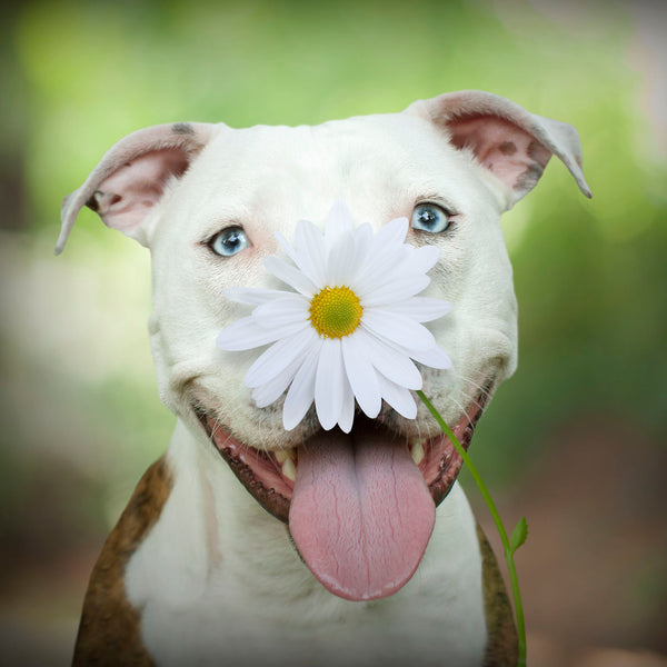 DAISY Dog Canvas Art Print - Pit Bull Flower Artwork