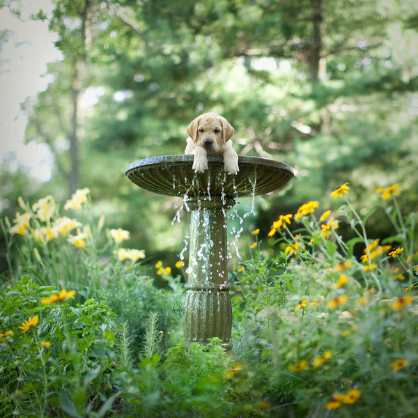 DEWEY Dog Bath Canvas Art Print - Yellow Labrador Wall Artwork