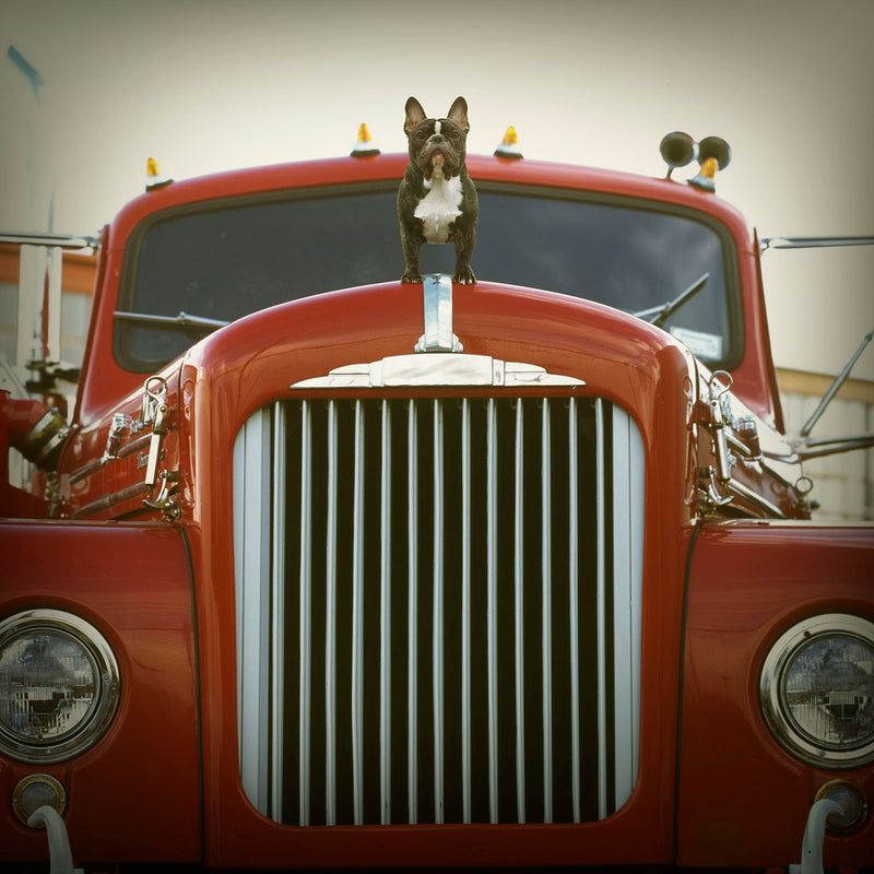 DIESEL Trucker Dog Canvas Art Print - French Bulldog Truck Decor