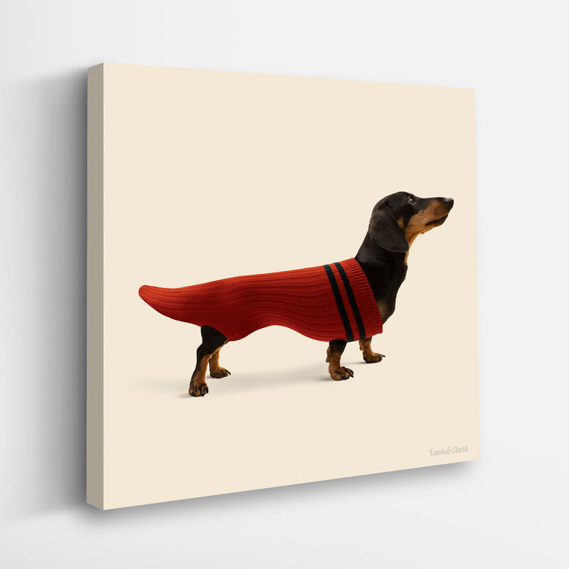 DOX IN SOX Dog Canvas Art Print  - Dachshund Wall Artwork