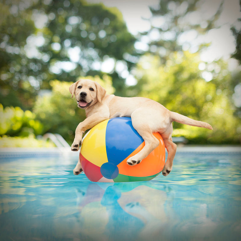 DUCKY Dog Canvas Art Print - Yellow Labrador Beach Ball Wall Decor