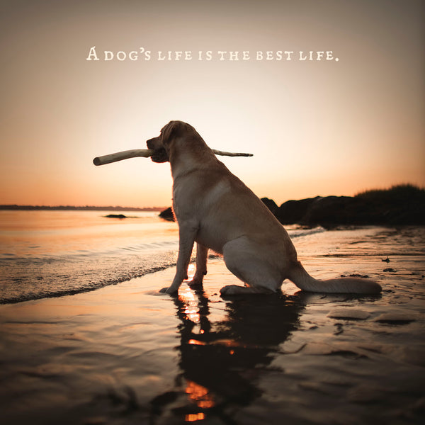 Dog at Sunset Fine Art Canvas Print - "A Dog's Life" Labrador Beach Home Decor