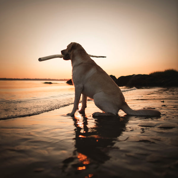 DUSK Dog Beach Canvas Art Print - Yellow Labrador Wall Artwork