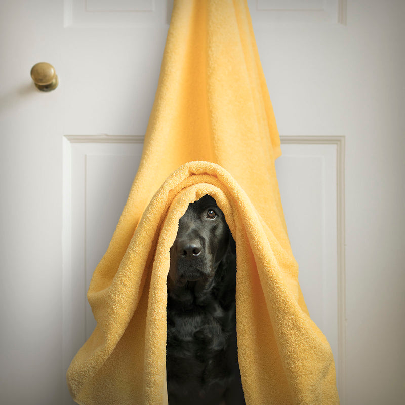 DUSTY Dog Wash Canvas Art Print - Black Labrador Bath Artwork