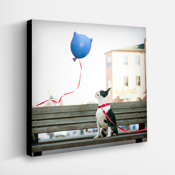 FELIX Dog Canvas Art Print - Boston Terrier with Blue Balloon