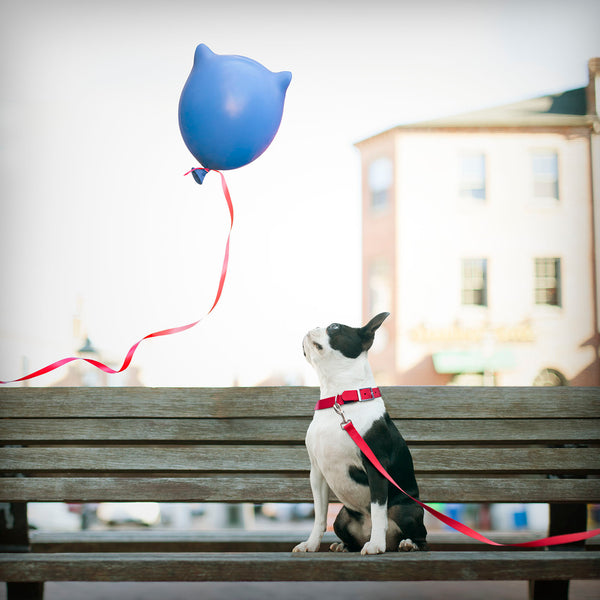 FELIX Dog Canvas Art Print - Boston Terrier with Blue Balloon