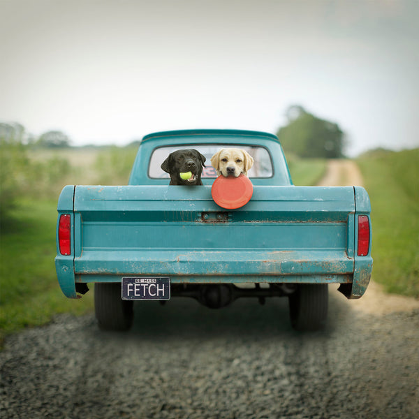 FETCH Dogs in Vintage Blue Truck Canvas Art Print - Labrador Wall Art