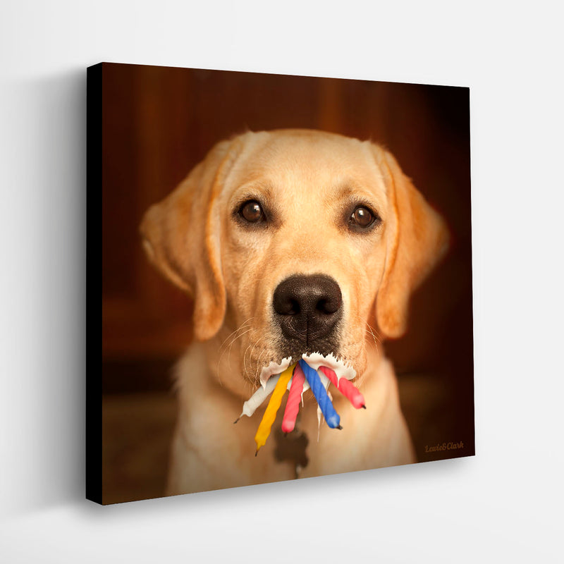 FLASH Yellow Dog Canvas Art Print - Labrador Birthday Cake Artwork