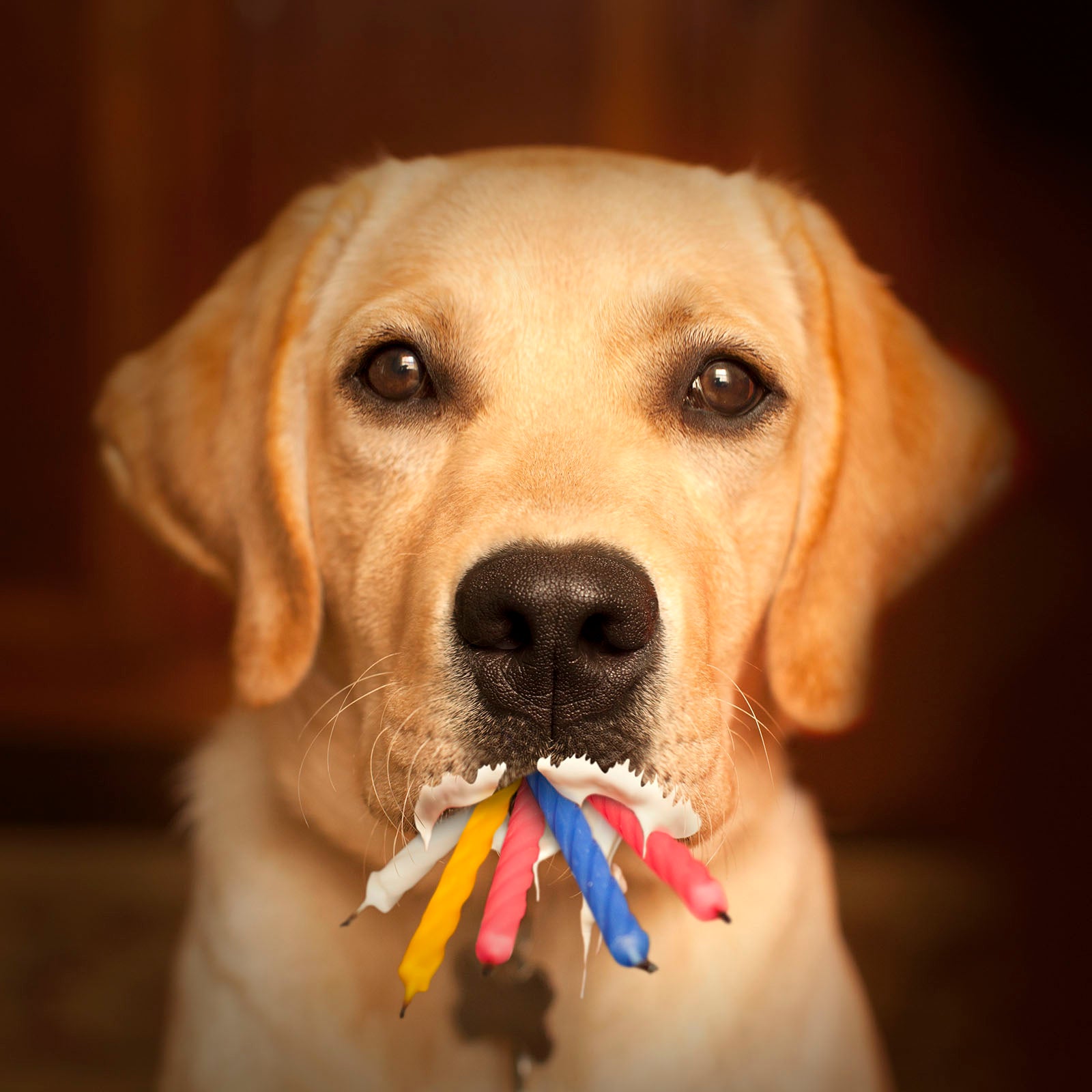 FLASH Yellow Dog Canvas Art Print - Labrador Birthday Cake Artwork ...