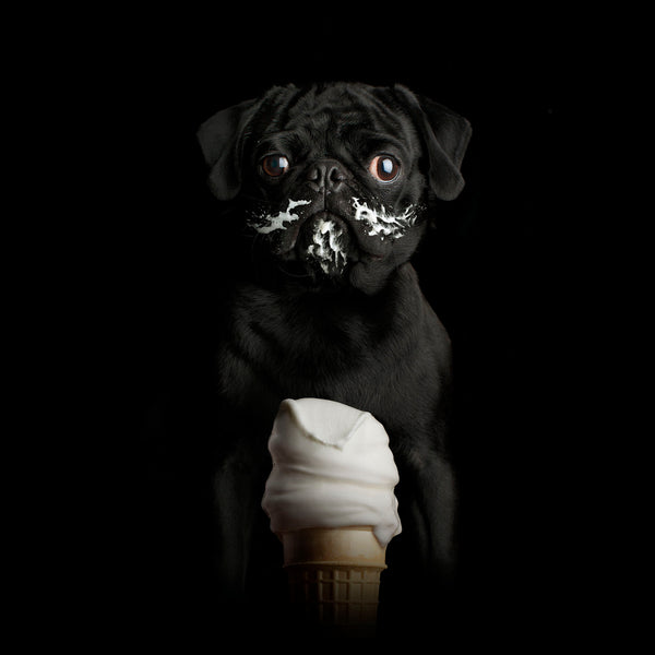 FRENCHY Ice Cream Cone Canvas Art Print - Black Pug Dog Wall Decor