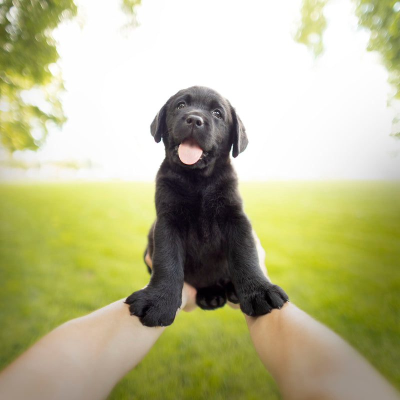 GEM Black Dog Canvas Art Print  - Labrador Puppy Wall Decor