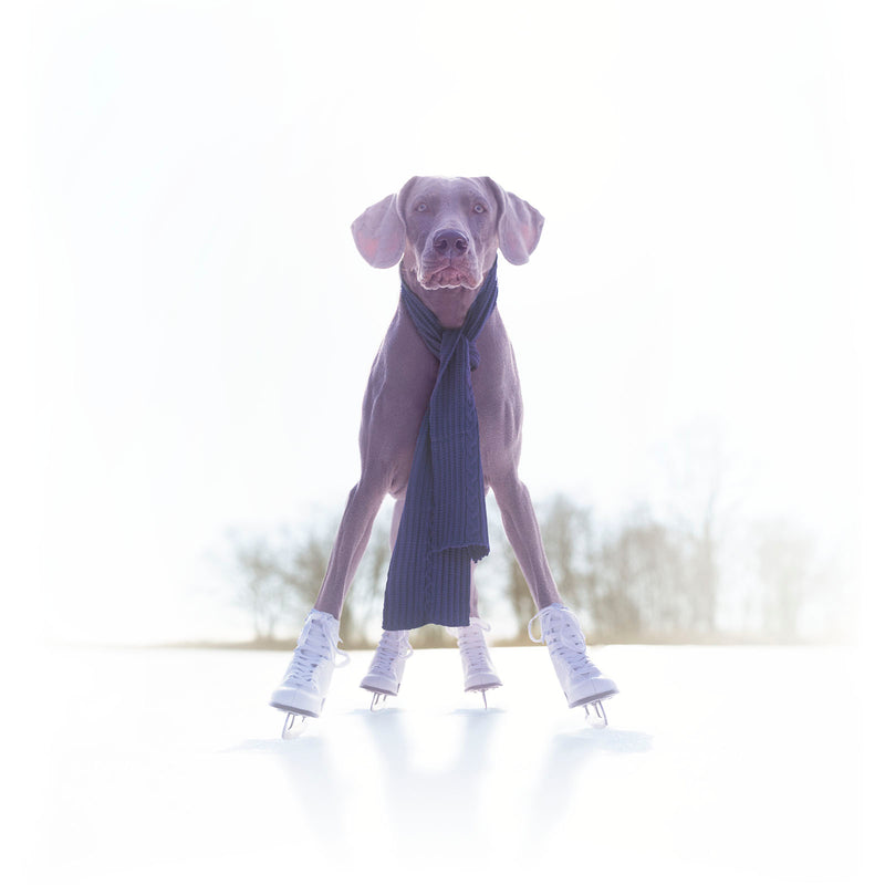 GRACE Ice Skating Dog Canvas Art Print - Weimaraner Artwork
