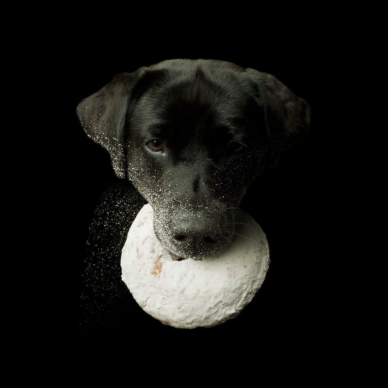 HOMER Dog With Donut Canvas Art Print  - Black Labrador Doughnut Artwork