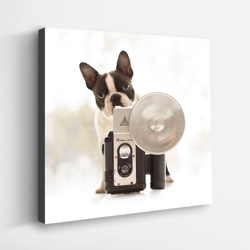 IRIS Vintage Camera and Dog Canvas Art Print - Boston Terrier Artwork