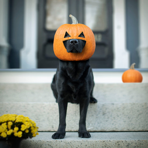 JACK-O-LABBY Jack-O'-Lantern Dog Canvas Art Print - Black Labrador - Fall Halloween Dog Decor