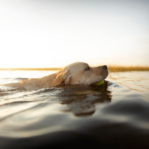 THE SEA DOG 2 Canvas Art Print - Labrador Swimming Wall Art