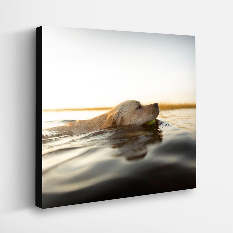 THE SEA DOG 2 Canvas Art Print - Labrador Swimming Wall Art