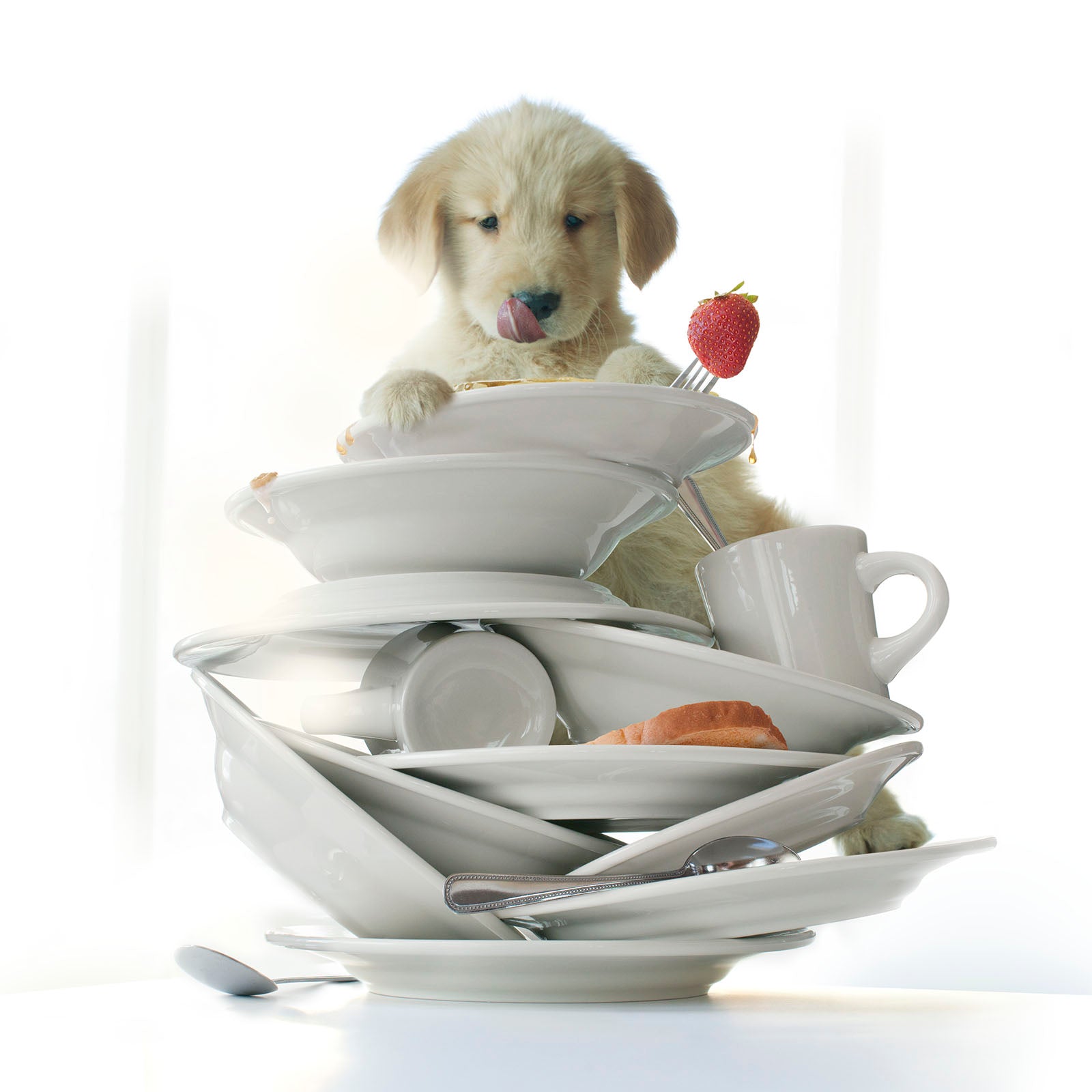 MAPLE Dog Canvas Art Print Golden Retriever Dog Kitchen Wall Decor