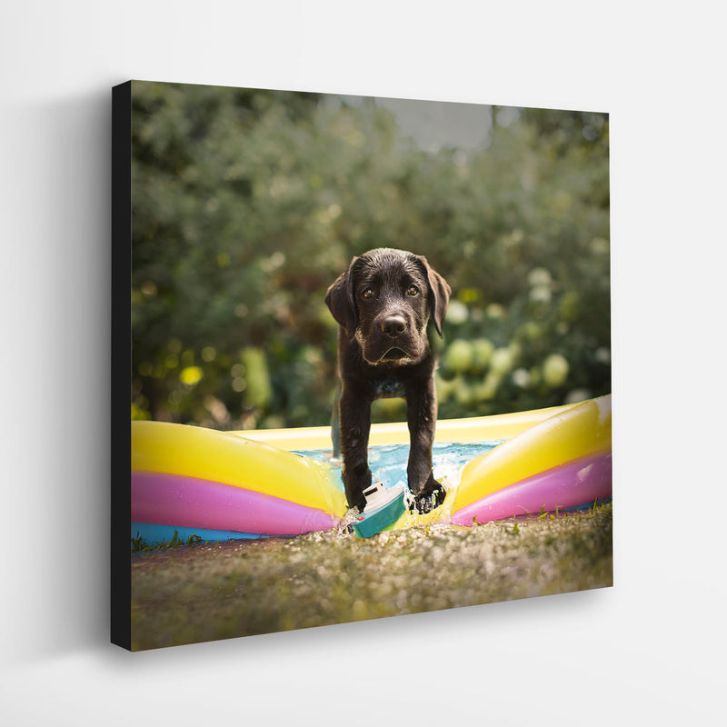 MINNOW Dog Canvas Art Print - Black Labrador Summer Wall Decor