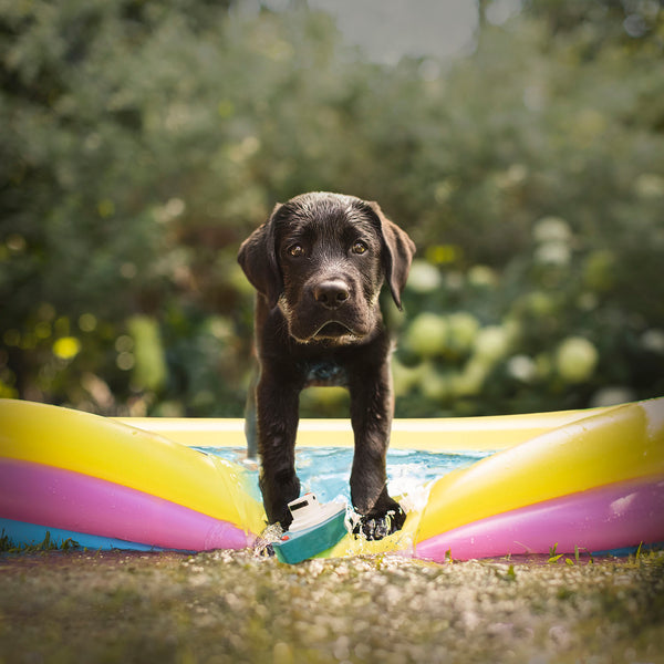 MINNOW Dog Canvas Art Print - Black Labrador Summer Wall Decor