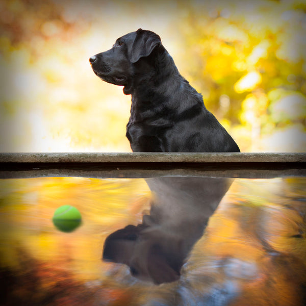 MIRROR Dog Canvas Art Print - Black and Yellow Labrador Reflection Artwork