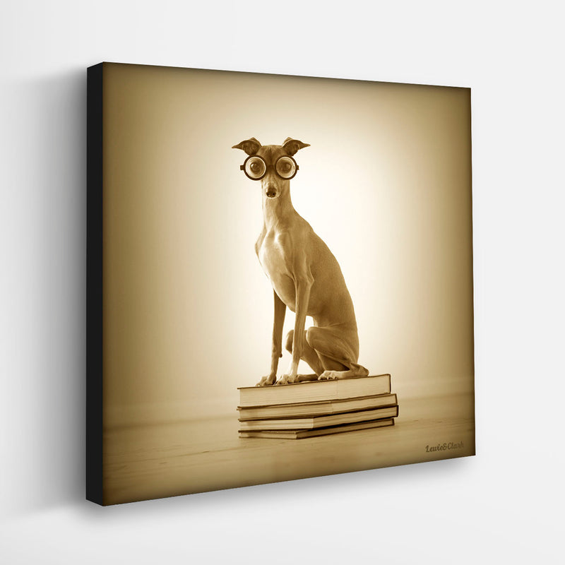 MONTE Bookworm Dog Canvas Art Print - Italian Greyhound Wall Artwork