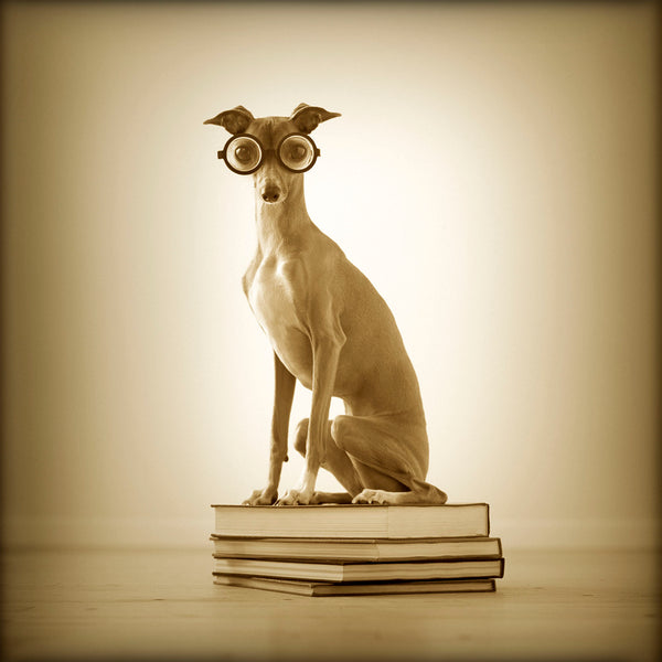 MONTE Bookworm Dog Canvas Art Print - Italian Greyhound Wall Artwork