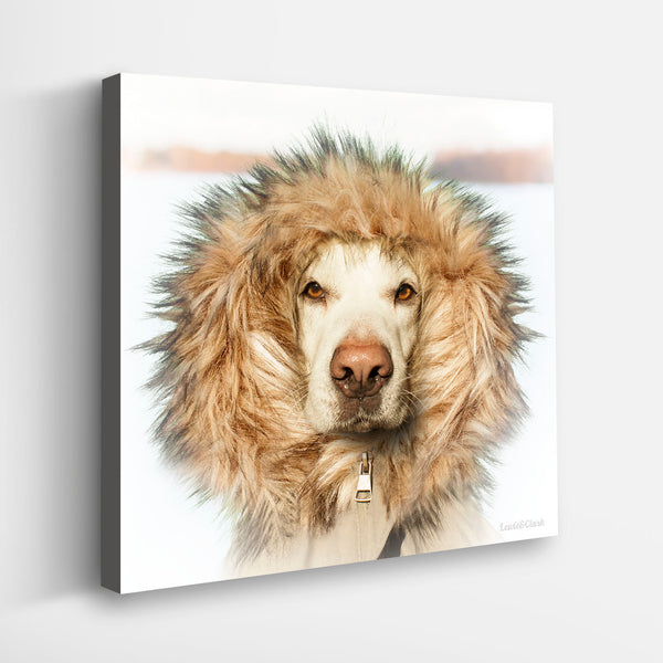 (希少)道楽　DOWLUCK SURFACE RETRIEVER NANUK Dog Canvas Art Print - Labrador Retriever Winter Wall Decor