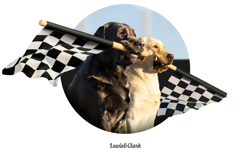 Dogs with Checkered Flag Shirt - Rally Flag Car Racing Tshirt - Gift for Dog Lover - Labrador Retriever Lover Tee