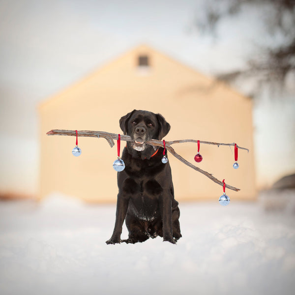 NICK Dog Canvas Art  Print - Black Labrador Holiday Wall Art