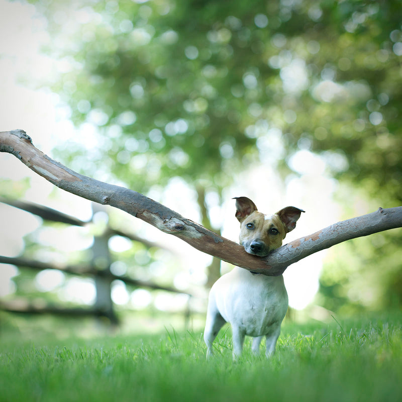 OAKLEY Dog Canvas Art Print - Jack Russell Terrier Big Stick Wall Decor
