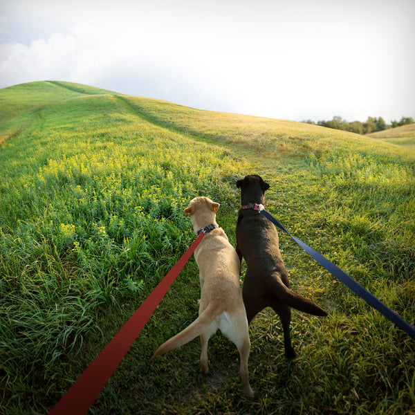 ON YOUR MARK Dog Canvas Art Print - Labrador Retrievers Wall Art