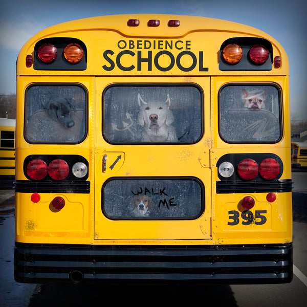OBEDIENCE SCHOOL Dog School Bus Canvas Wall Art Print - Dog Lover Decor