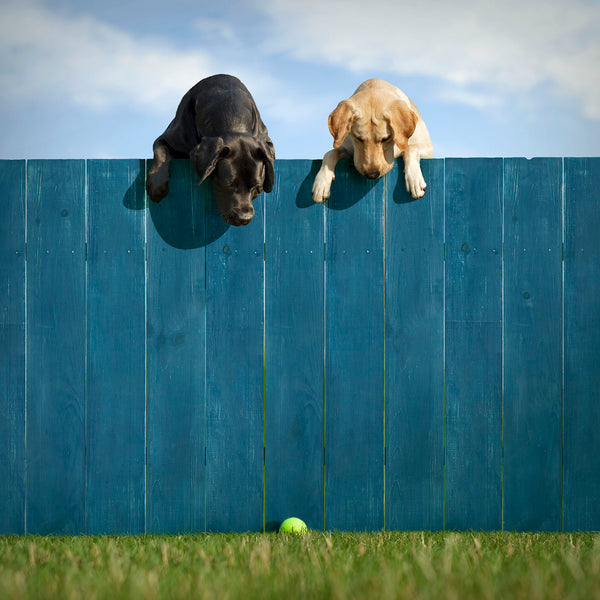 OUT OF THE PARK On the Fence Dog Canvas Art Print - Labrador Wall Art