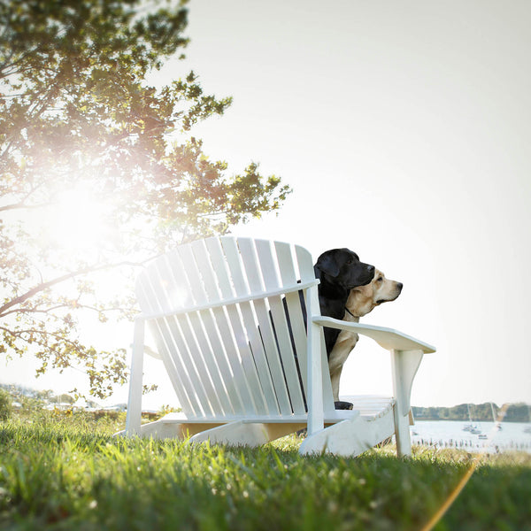 PAUSE Dogs at Sunset Wall Art - Labrador Retriever Print and Canvas - Lake House Art