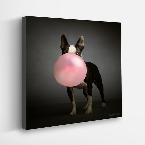 POPPIE Pink Bubble Gum Dog Canvas Art Print - Boston Terrier Bubblegum Art