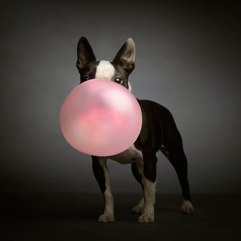 POPPIE Pink Bubble Gum Dog Canvas Art Print - Boston Terrier Bubblegum Art