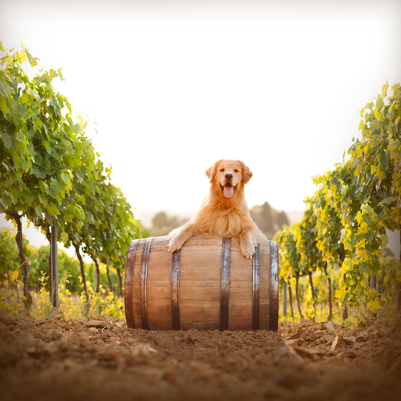 RED Dogs and Wine Canvas Art Print - Golden Retriever Bar Wall Art