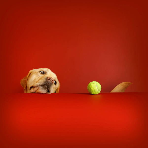 CRIMSON Yellow Dog & Tennis Ball Canvas Art Print - Labrador Retriever Artwork