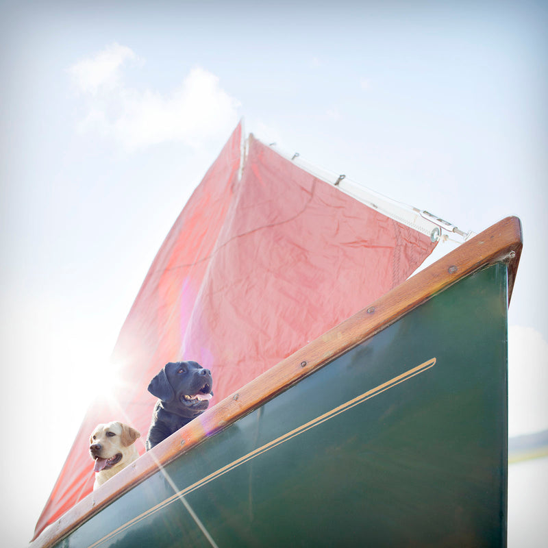 SALTY DOGS Sailboat Canvas Art Print - Labrador Nautical Wall Art