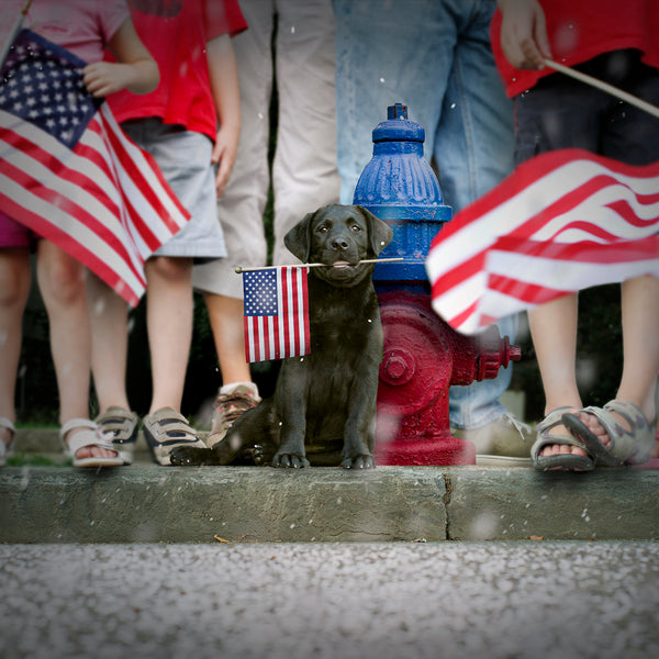 SAM Black Dog and American Flag Canvas Art Print - Labrador Wall Art