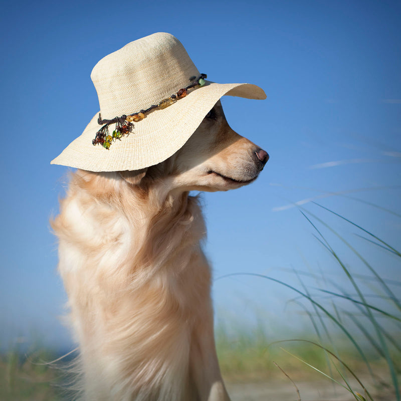 SANDY Beach Dog Canvas Art Print - Golden Retriever Coastal Wall Art