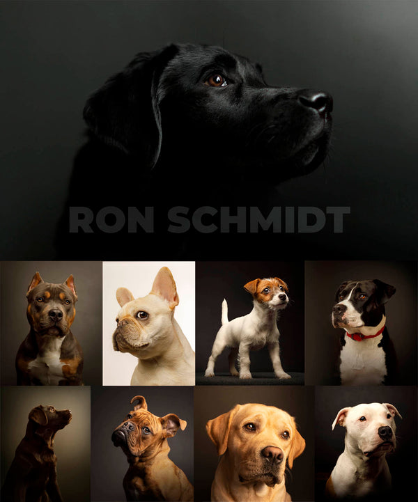 Professional Dog Portrait Photography Sessions - Deposit $250