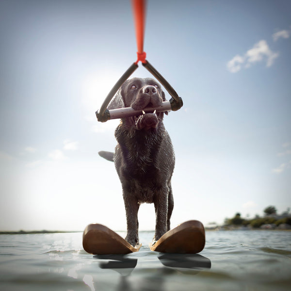 SKIP Dog Waterskiing Canvas Art Print - Black Labrador Lake House Art