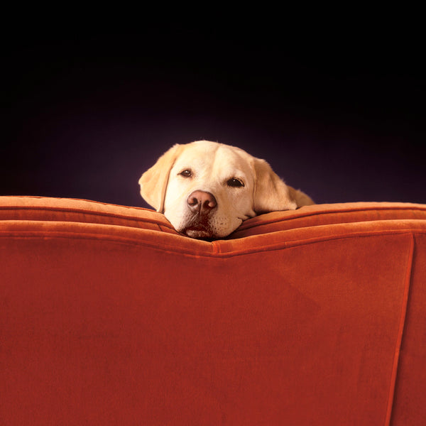 SLEEPY Yellow Dog on Red Couch Canvas Art Print - Labrador Wall Art