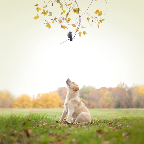 SPOT Bird Dog Canvas Art Print - Yellow Labrador Wall Art