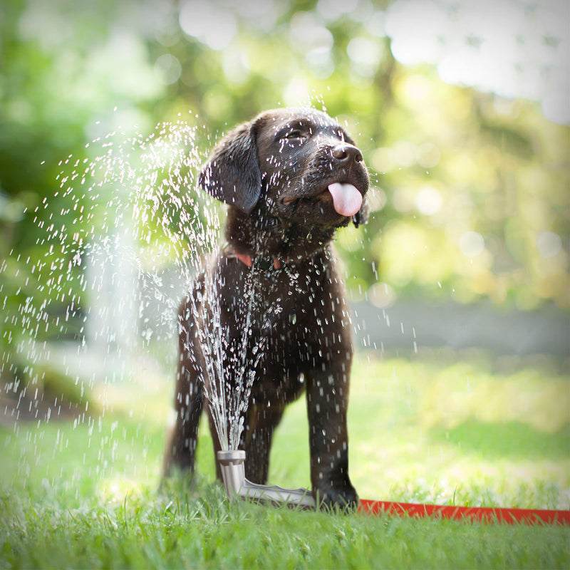 SQUIRT Summer Fun Dog Canvas Art Print  - Chocolate Labrador Dog Days of Summer Art